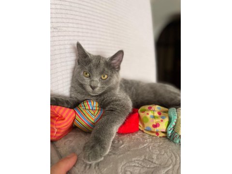 Acil Yavru Russian Blue İlanımız