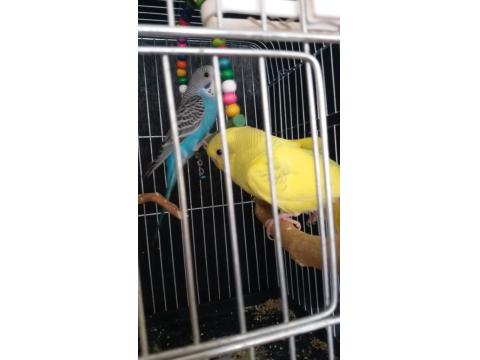 2 Aylık Muhabbet Kuşu Yavrular