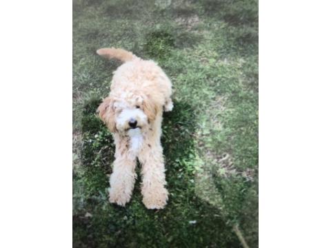 Köpeğimizi Ücretsiz Sahiplendiriyoruz