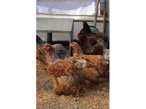 Blue Porselen Brahma Kuluçkalık Yumurta