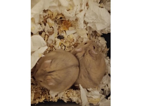 Gonzales Hamster Ücretsiz Sahiplendirme