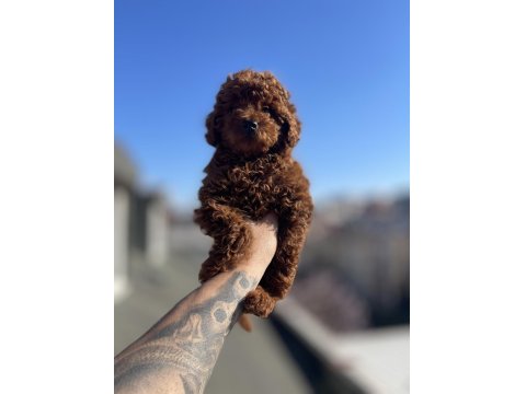 Koyu Kırmızı Poodle Yavru