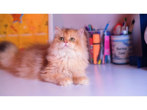 Safkan Şecereli Ny 12 Erkek British Longhair