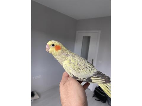 Bebek Sultan Papağanlar