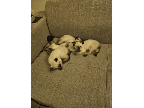 Mükemmel Güzellikte Siyam Kedisi Kızlarım