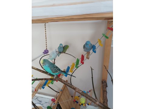 El Yapımı Geniş Ahşap Oyun Kafesi