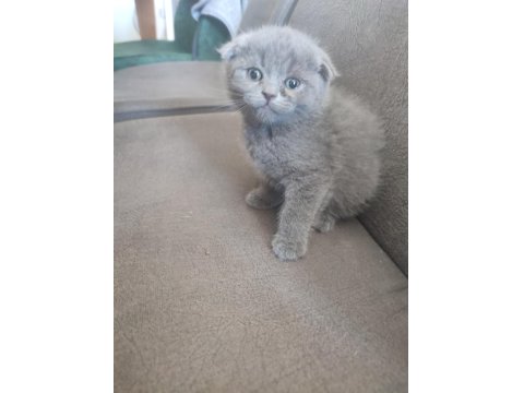 Yeni Yuvalarına Hazır Kediler