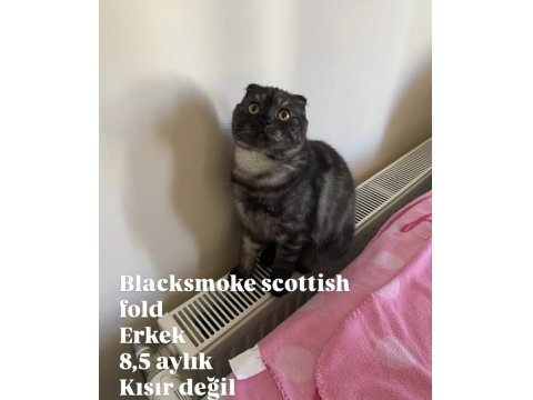 Anne Ve Çocuklarla Scottish Fold