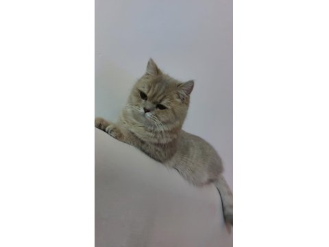 1 Buçuk Yaşında Şecereli Dişi British Shorthair