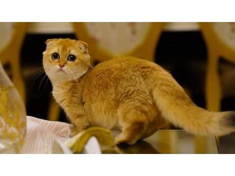 Scottish Fold Munchkin