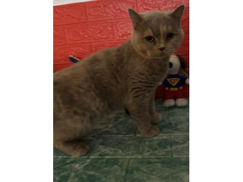 British Shorthair Kedimi Sahiplendiriyorum