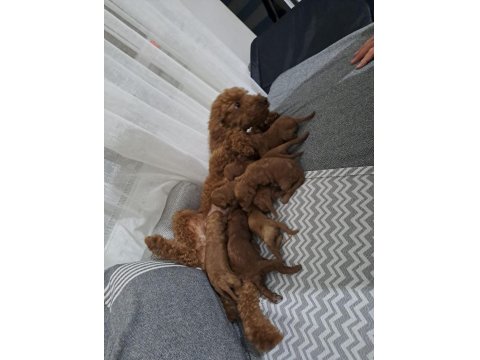Dişi Ve Erkek Poodle Yavruları Yeni Yuvalarını Arıyor.