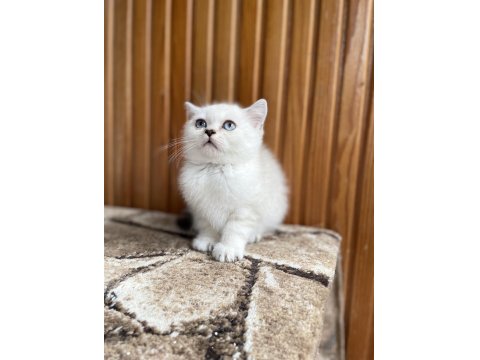 Point British Shorthair Güzellikler