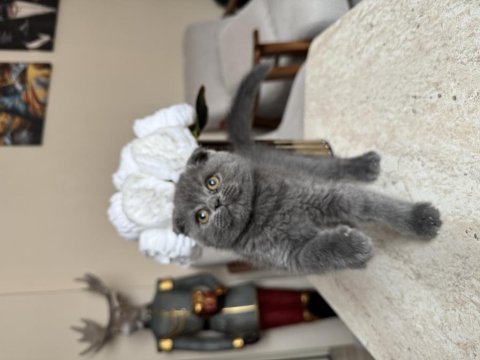 Scottish Fold Gri Yavrular