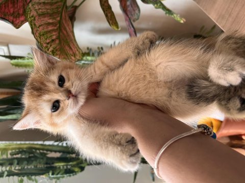 Adanadan Safkan British Shorthair Yavrularımız