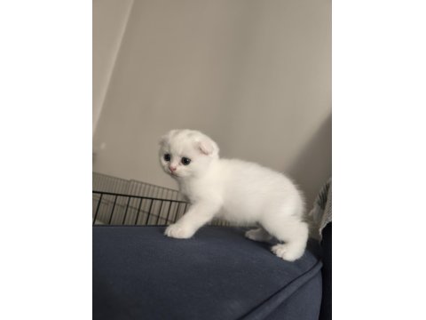 Scottish Fold Yavru Kedilerimiz