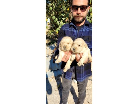 Golden Retriever Bebekler