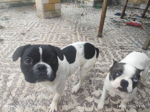 French Bulldog 9 Aylık