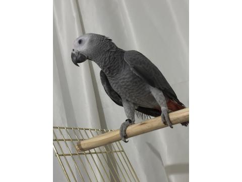 2025 Bilezikli Evcil Jako Papağanı