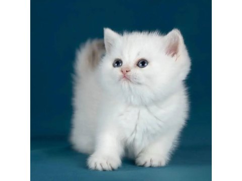 Bembeyaz Silver British Shorthair Ns1133