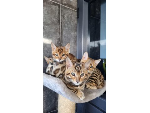 Safkan Wcf Şecereli Gold-Brown Bengal Henüz İki Aylik