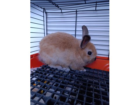 Bir Aylık Yavru Tavşan