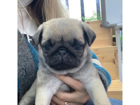 Pug Yavruları