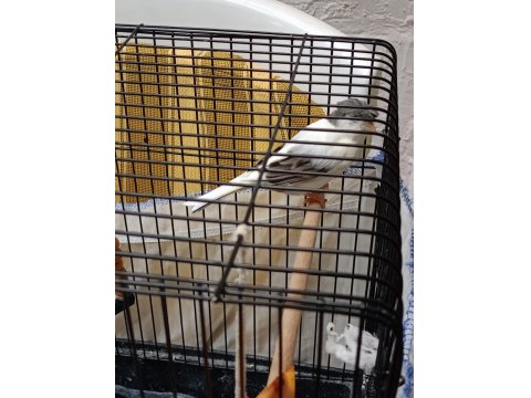 Alman Tepeli Kanarya