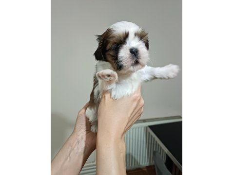Yetiştirici Aileden Show Line Shih Tzu Yavruları