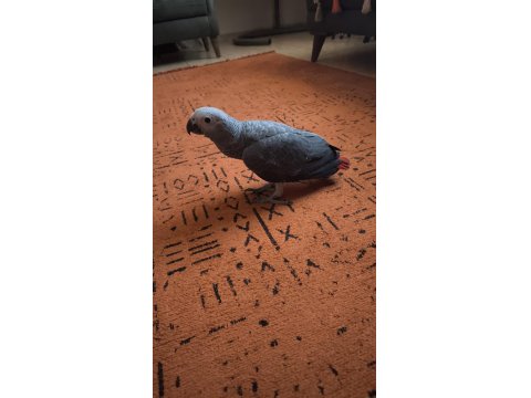 Yavru Jako Papağanı