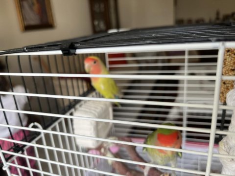 Çift Yumurta Yapmış Sevda Papağanı