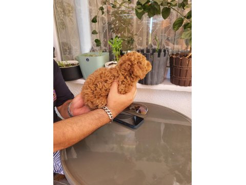 Gerçek Rus Tea Cup Poodle