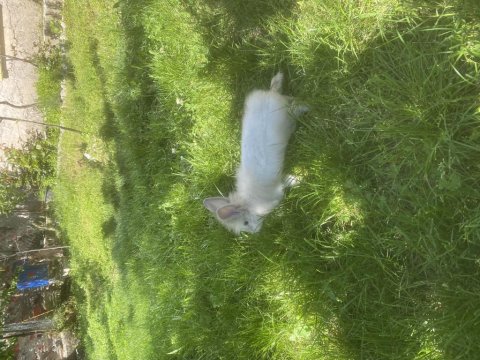 Lop Tavşanı Tuvalet Eğitimli