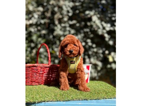Safkan Toy Poodle Yavrular İçin Ulaşın