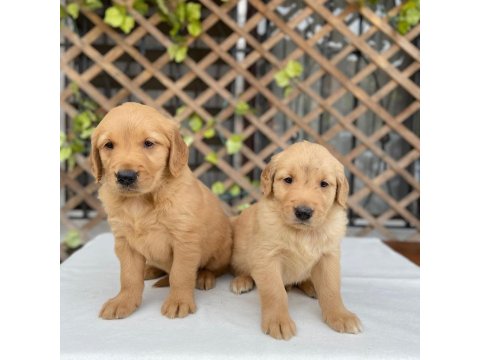Golden Retriever Köpekler