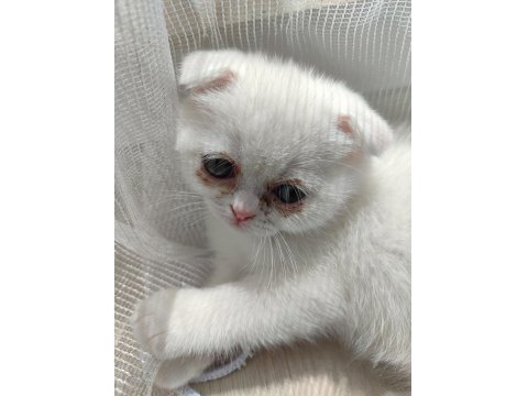 Scottish Fold Bembeyaz Yavru