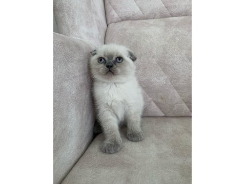 Ayı Surat Top Kafa Sıfır Kulak Scottish Fold Erkek Bebiş