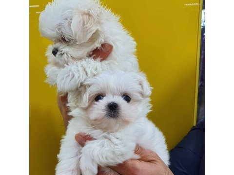 Fci A Şecere Kore Kan Maltese Yavruları