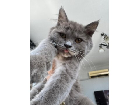 Chinchilla Kedimi Sahiplendirmek İstiyorum