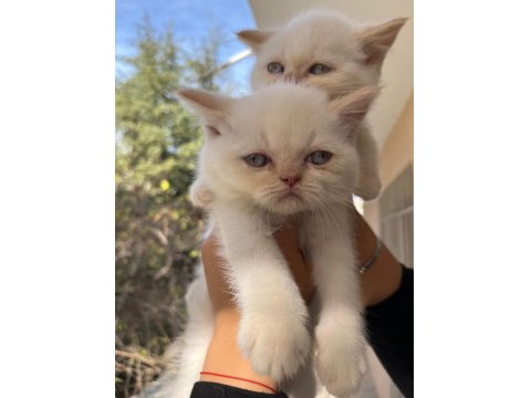 Ankara İçi Ücretsiz Bebek Kediş