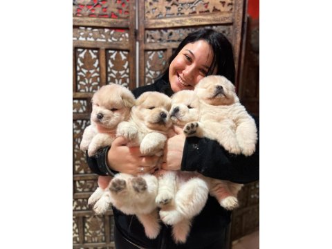 Pofuduk Çin Aslanı Aslan Yavruları