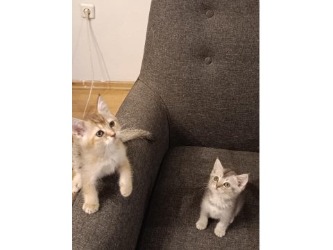 3 Ayrı Anneden British Shorthair Yavruları