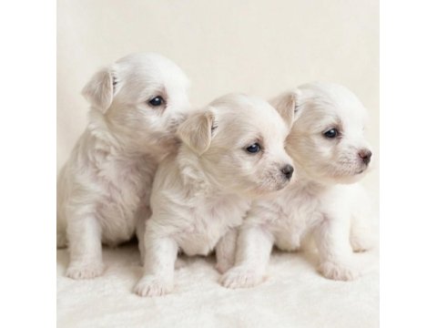 0 Numara En Küçük Boy Maltese Bebekler