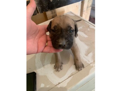 Presa Canario Son 3 Yavru