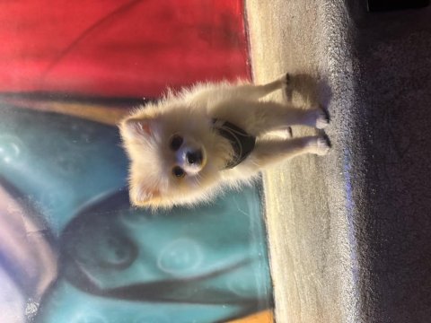 Hera 6 Aylık Pomeranian