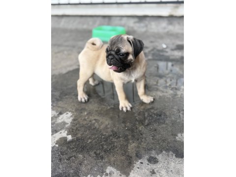 Pug Mops Yavru Köpekler