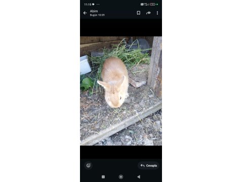 Bir Dişi Ve Bir Erkek Eşli Tavşanlar Sahiplendirilecektir