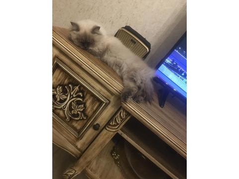 Uysal Ve Oyuncu British Longhair