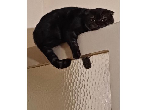 Kedimiz Venüse Yuva Olmak İster Misiniz