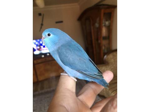 El Beslemeye Uygun Forpus Yavrular